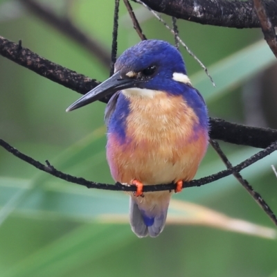 Ceyx azureus (Azure Kingfisher) at Belvoir Park - 25 Dec 2023 by KylieWaldon