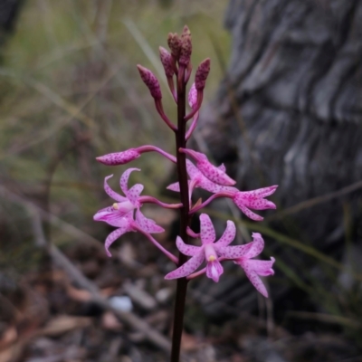 Dipodium roseum (Rosy Hyacinth Orchid) at QPRC LGA - 26 Dec 2023 by Csteele4