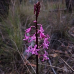 Dipodium roseum at QPRC LGA - suppressed