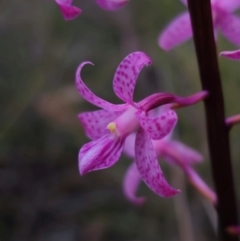 Dipodium roseum at QPRC LGA - suppressed