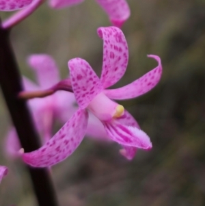 Dipodium roseum at QPRC LGA - suppressed