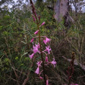 Dipodium roseum at QPRC LGA - 26 Dec 2023