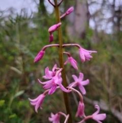 Dipodium roseum at QPRC LGA - 26 Dec 2023