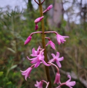 Dipodium roseum at QPRC LGA - 26 Dec 2023