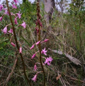 Dipodium roseum at QPRC LGA - 26 Dec 2023