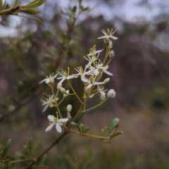 Bursaria spinosa subsp. lasiophylla (Australian Blackthorn) at QPRC LGA - 26 Dec 2023 by Csteele4