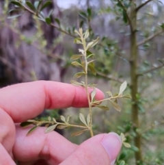 Bursaria spinosa subsp. lasiophylla at QPRC LGA - 26 Dec 2023