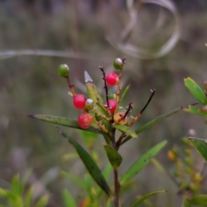 Leucopogon affinis at QPRC LGA - 26 Dec 2023 07:37 PM