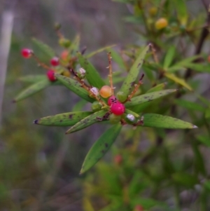 Leucopogon affinis at QPRC LGA - 26 Dec 2023 07:37 PM