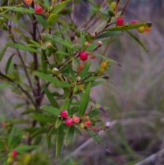 Leucopogon affinis at QPRC LGA - 26 Dec 2023 07:37 PM