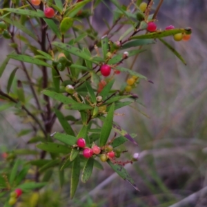 Leucopogon affinis at QPRC LGA - 26 Dec 2023 07:37 PM