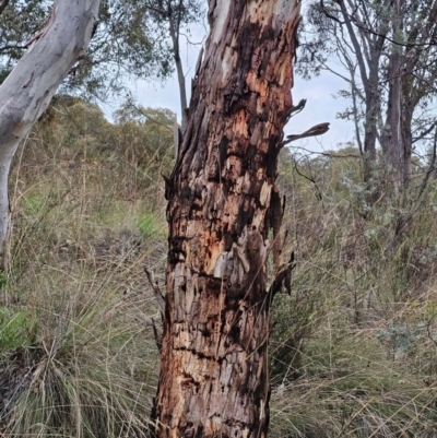 Eucalyptus rubida (Candlebark) at QPRC LGA - 26 Dec 2023 by Csteele4