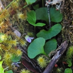 Viola curtisiae (Montane Ivyleaf Violet) at Wellington Park, TAS - 26 Dec 2023 by BethanyDunne