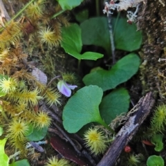 Viola curtisiae (Montane Ivyleaf Violet) at Wellington Park, TAS - 25 Dec 2023 by BethanyDunne