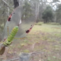 Orthodera ministralis at Tantawangalo, NSW - 23 Dec 2023 by JBrickhill