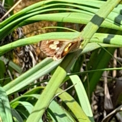 Hesperilla idothea (Flame Sedge-skipper) at Nunnock Swamp - 24 Dec 2023 by JBrickhill