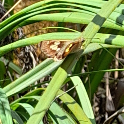 Hesperilla idothea (Flame Sedge-skipper) at Glen Allen, NSW - 24 Dec 2023 by JBrickhill