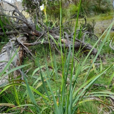 Unidentified Lily or Iris at South East Forest National Park - 24 Dec 2023 by JBrickhill
