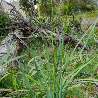 Diplarrena moraea at South East Forest National Park - 24 Dec 2023 by JBrickhill