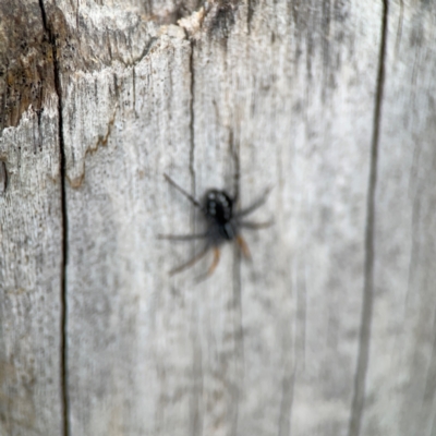 Nyssus coloripes (Spotted Ground Swift Spider) at Lake Burley Griffin Central/East - 26 Dec 2023 by Hejor1