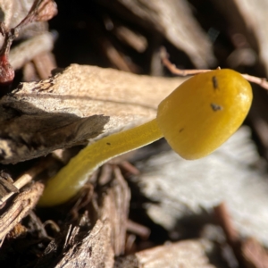 Bolbitius titubans at Parkes, ACT - 26 Dec 2023