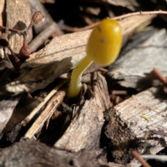 Bolbitius titubans at Parkes, ACT - 26 Dec 2023