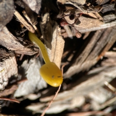 Bolbitius titubans at Parkes, ACT - 26 Dec 2023