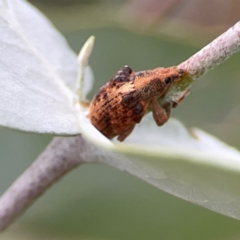 Gonipterus sp. (genus) at Parkes, ACT - 26 Dec 2023