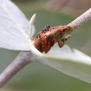 Gonipterus sp. (genus) at Parkes, ACT - 26 Dec 2023