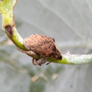 Gonipterus sp. (genus) at Parkes, ACT - 26 Dec 2023