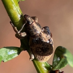 Gonipterus sp. (genus) at Parkes, ACT - 26 Dec 2023