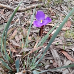 Patersonia fragilis (Short Purple Flag) at South East Forest National Park - 24 Dec 2023 by JBrickhill