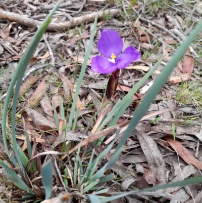 Patersonia fragilis (Short Purple Flag) at Glen Allen, NSW - 24 Dec 2023 by JBrickhill
