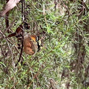 Heteronympha merope at Parkes, ACT - 26 Dec 2023 03:27 PM