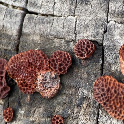 Hexagonia vesparia (Wasp Nest Polypore) at Parkes, ACT - 26 Dec 2023 by Hejor1