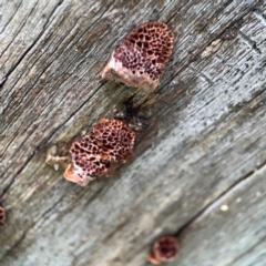 Hexagonia vesparia at Lake Burley Griffin Central/East - 26 Dec 2023 04:33 PM