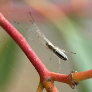 Tetragnatha sp. (genus) at Parkes, ACT - 26 Dec 2023