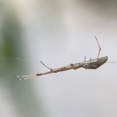 Tetragnatha sp. (genus) at Parkes, ACT - 26 Dec 2023