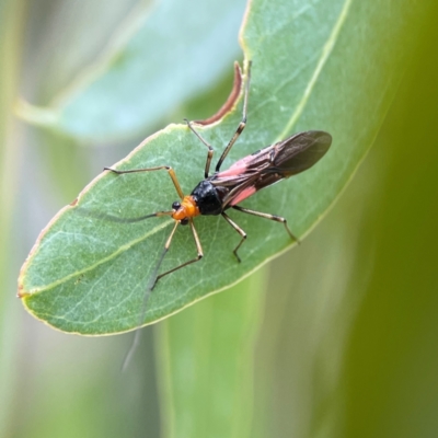 Rayieria sp. (genus) (Mirid plant bug) at Parkes, ACT - 26 Dec 2023 by Hejor1