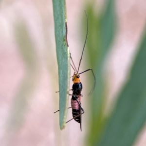 Rayieria sp. (genus) at Parkes, ACT - 26 Dec 2023