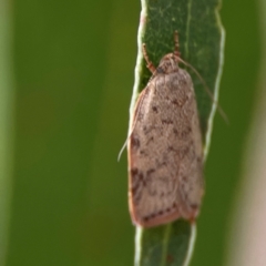 Garrha (genus) (A concealer moth) at Parkes, ACT - 26 Dec 2023 by Hejor1