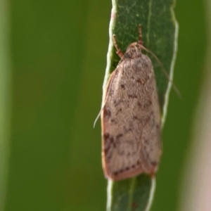 Garrha (genus) at Parkes, ACT - 26 Dec 2023