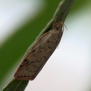 Garrha (genus) at Parkes, ACT - 26 Dec 2023