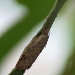 Garrha (genus) at Parkes, ACT - 26 Dec 2023