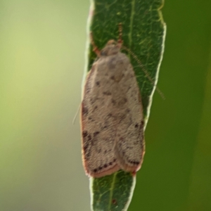 Garrha (genus) at Parkes, ACT - 26 Dec 2023