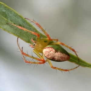 Araneus talipedatus at Parkes, ACT - 26 Dec 2023