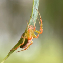 Araneus talipedatus at Parkes, ACT - 26 Dec 2023