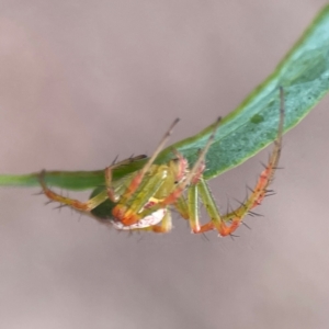 Araneus talipedatus at Parkes, ACT - 26 Dec 2023