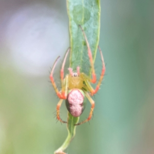 Araneus talipedatus at Parkes, ACT - 26 Dec 2023