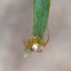 Araneus talipedatus at Parkes, ACT - 26 Dec 2023